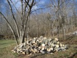 log pile placed under a tree (?)