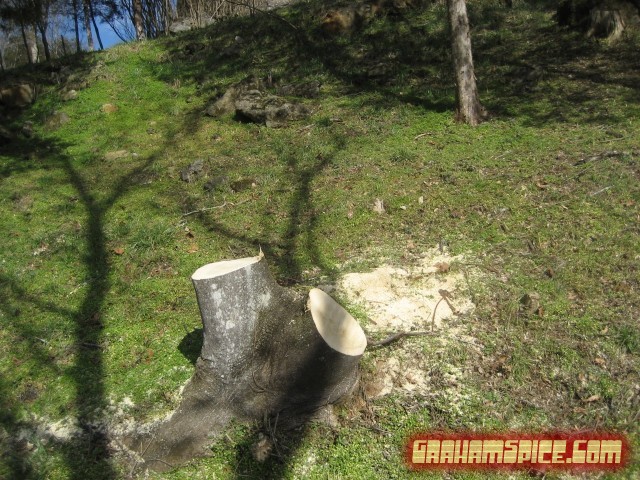 large fresh stumps on driveway