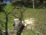 large fresh stumps on driveway