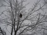 020108 Ice Storm - Fairfield, VA 020108 Ice Storm - Fairfield, VA