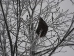 020108 Ice Storm - Fairfield, VA 020108 Ice Storm - Fairfield, VA