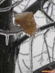 Highlight for Album: 020108 Ice Storm - Fairfield, VA