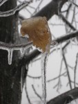 020108 Ice Storm - Fairfield, VA 020108 Ice Storm - Fairfield, VA
