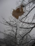 020108 Ice Storm - Fairfield, VA 020108 Ice Storm - Fairfield, VA