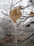 020108 Ice Storm - Fairfield, VA 020108 Ice Storm - Fairfield, VA