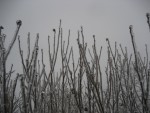020108 Ice Storm - Fairfield, VA 020108 Ice Storm - Fairfield, VA