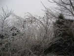 020108 Ice Storm - Fairfield, VA 020108 Ice Storm - Fairfield, VA