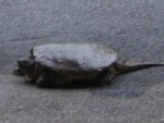 Huge turtle in the driveway - Rockbridge Baths, VA