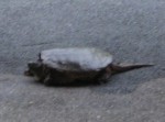 Huge turtle in the driveway - Rockbridge Baths, VA