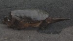 Huge turtle in the driveway - Rockbridge Baths, VA