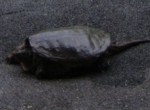 Huge turtle in the driveway - Rockbridge Baths, VA