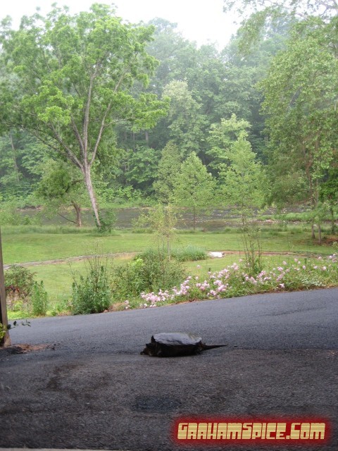 Huge turtle in the driveway - Rockbridge Baths, VA