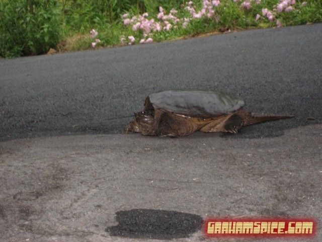 Huge turtle in the driveway - Rockbridge Baths, VA