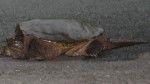 Huge turtle in the driveway - Rockbridge Baths, VA