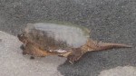 Huge turtle in the driveway - Rockbridge Baths, VA