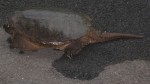 Huge turtle in the driveway - Rockbridge Baths, VA
