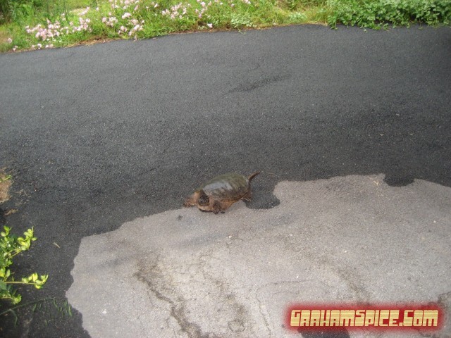 Huge turtle in the driveway - Rockbridge Baths, VA