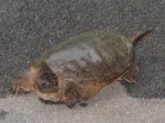 Huge turtle in the driveway - Rockbridge Baths, VA
