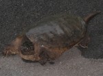 Huge turtle in the driveway - Rockbridge Baths, VA