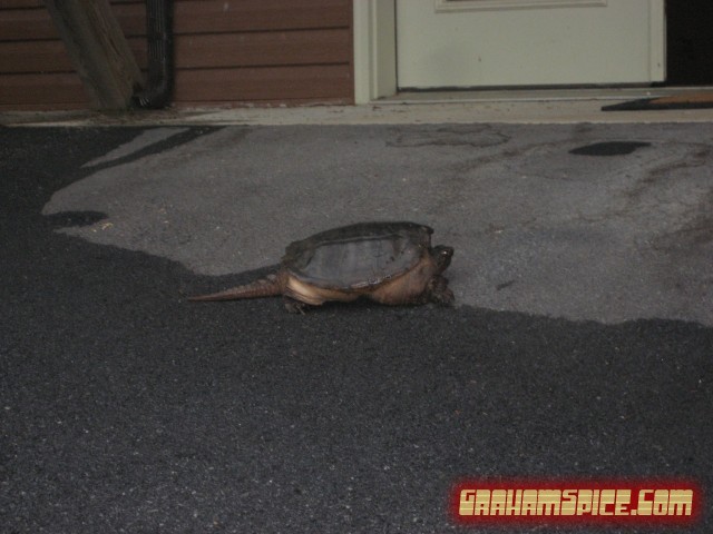 Huge turtle in the driveway - Rockbridge Baths, VA