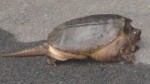 Huge turtle in the driveway - Rockbridge Baths, VA