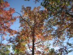 IMG_0959.JPG