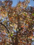 IMG_0960.JPG