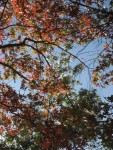 IMG_0962.JPG