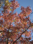 IMG_0963.JPG