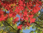 IMG_0968.JPG
