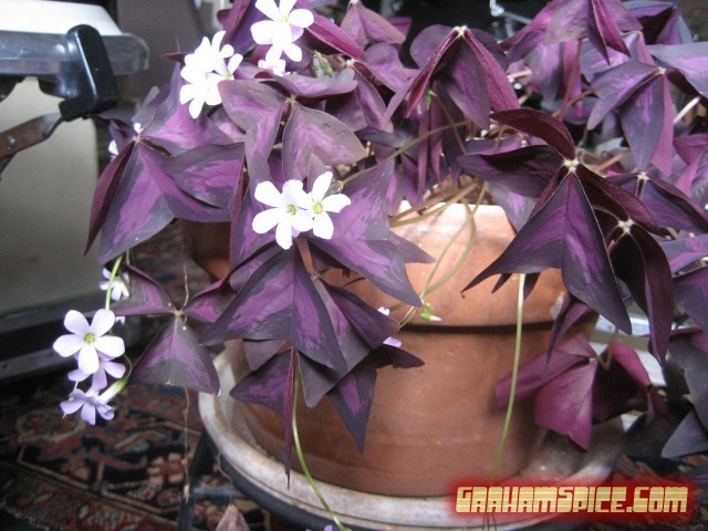 Plant at my house started to bloom