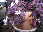 Plant at my house started to bloom