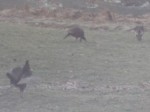 122806 Wild turkeys in the backyard