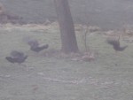 122806 Wild turkeys in the backyard